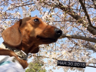 Cherry blossoms started flowering.